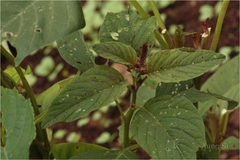 Amaranthus viridis